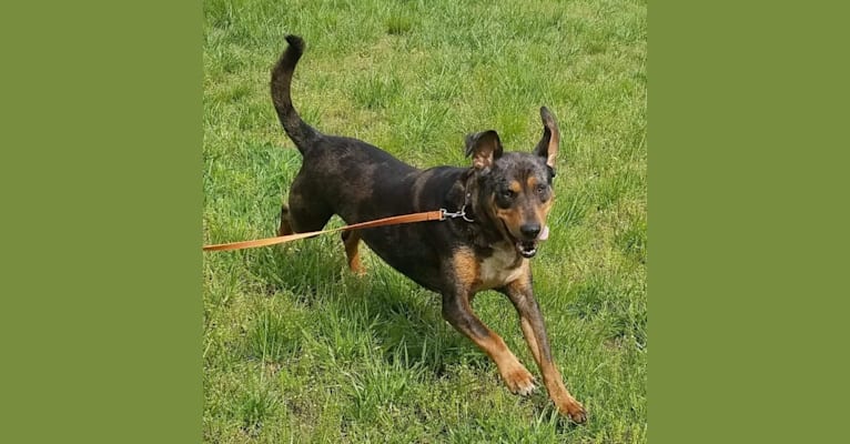 Photo of Tadpole, an American Leopard Hound  in Markle, IN, USA