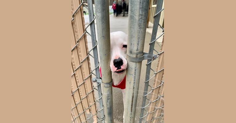 Tiptoe, an American Pit Bull Terrier and Great Pyrenees mix tested with EmbarkVet.com