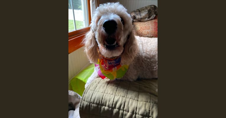 Photo of Maggie Mae, a Goldendoodle  in Floral City, FL, USA