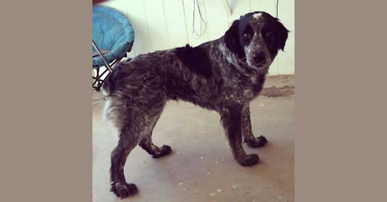 Riley, an English Springer Spaniel and Australian Cattle Dog mix tested with EmbarkVet.com
