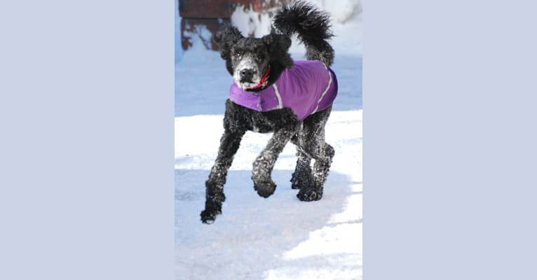 Tynan, a Poodle (Standard) and Labrador Retriever mix tested with EmbarkVet.com