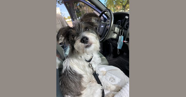 Faith ranch schnauzers deals