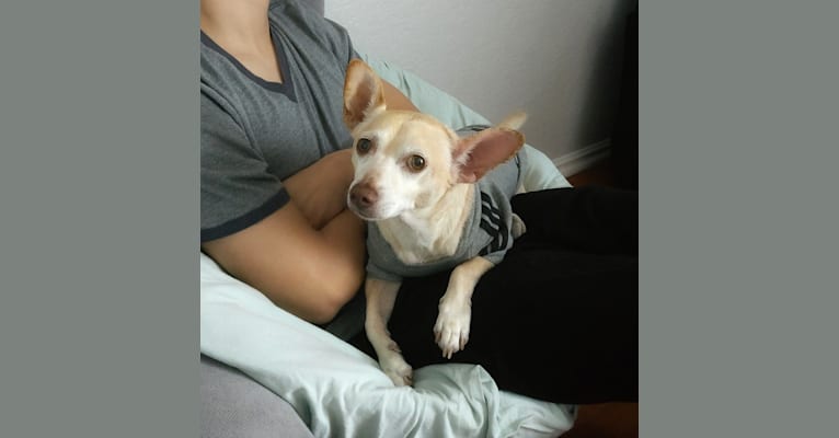 Froyo, a Chihuahua and Miniature Pinscher mix tested with EmbarkVet.com