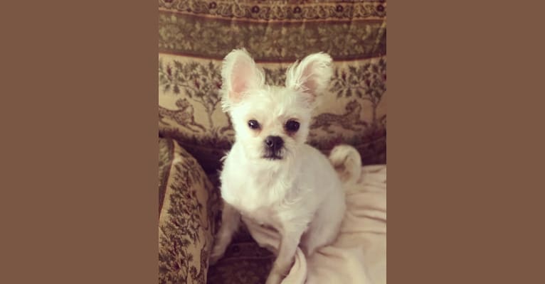 Photo of Graci, a Pug, Chihuahua, and Poodle (Small) mix in Charlotte, North Carolina, USA