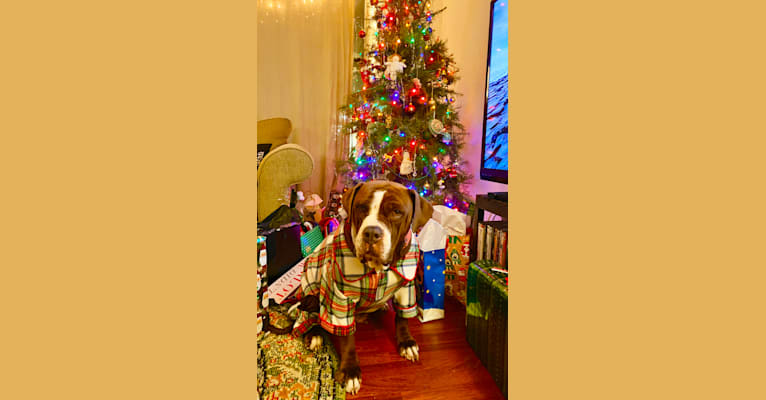 Photo of Ruby Rose, an American Bulldog  in Carson, CA, USA