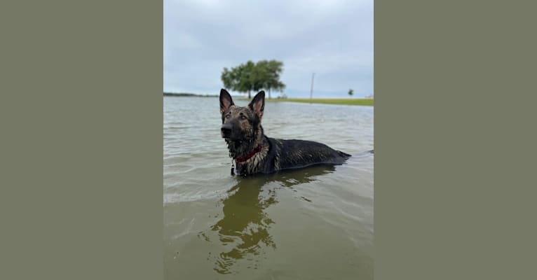 Taz, a German Shepherd Dog tested with EmbarkVet.com