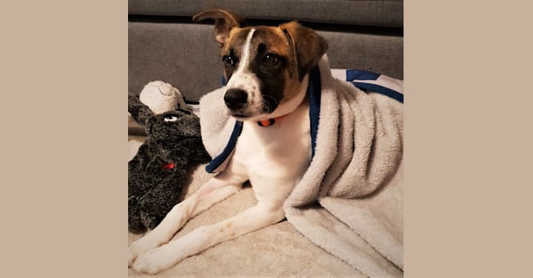 whippet australian cattle dog mix