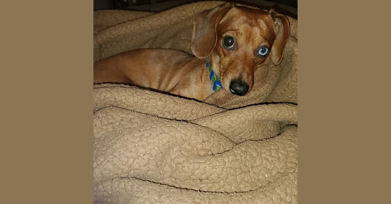 Casey, a Dachshund tested with EmbarkVet.com