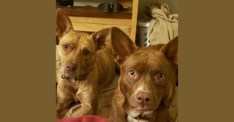Coyote, a Boston Terrier and Labrador Retriever mix tested with EmbarkVet.com