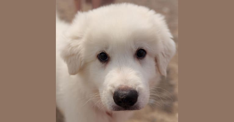 Mervin, a Great Pyrenees and Maremma Sheepdog mix tested with EmbarkVet.com