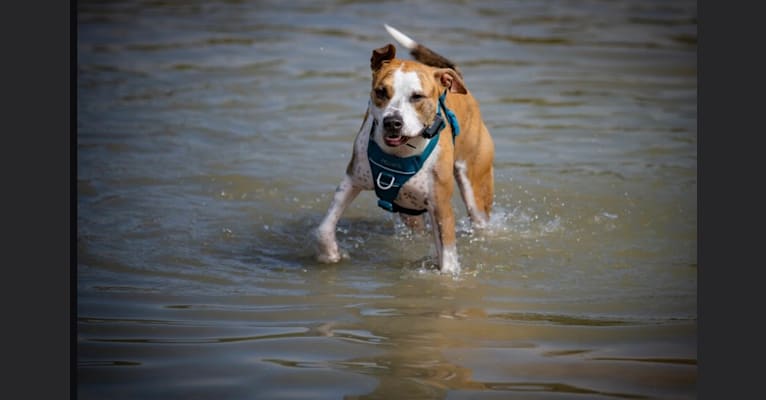 Lily, an American Pit Bull Terrier and American Bully mix tested with EmbarkVet.com