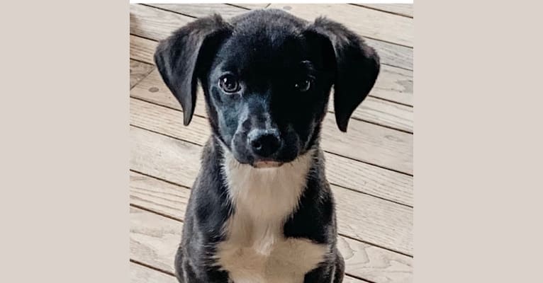 Zoë, a Chihuahua and Beagle mix tested with EmbarkVet.com