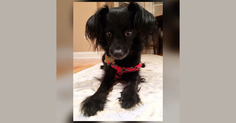 Photo of Henri, a Chihuahua, Poodle (Small), Russell-type Terrier, Pomeranian, and Shih Tzu mix in Nashville, Tennessee, USA