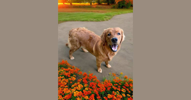 Opal, a Golden Retriever tested with EmbarkVet.com