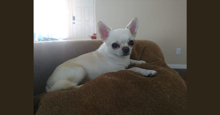 Eyota, a Chihuahua tested with EmbarkVet.com