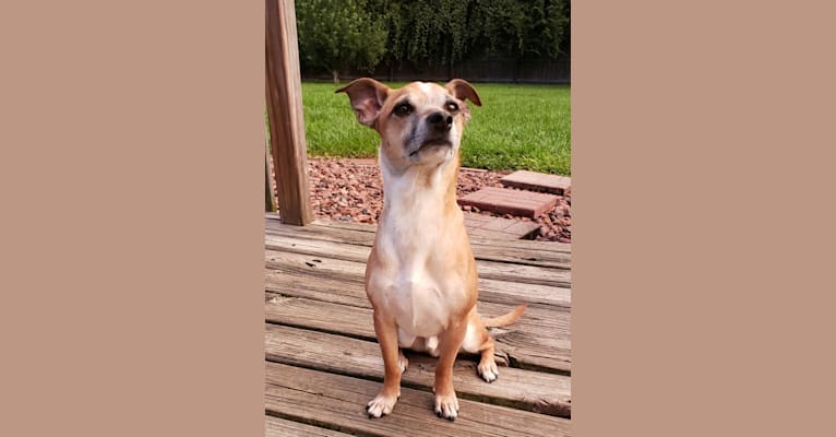 Ratchet, a Chihuahua and Rat Terrier mix tested with EmbarkVet.com