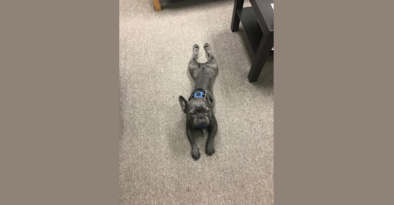 Blu, a French Bulldog tested with EmbarkVet.com