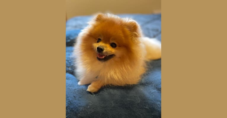 Photo of Bobo, a Pomeranian  in Ogden, UT, USA