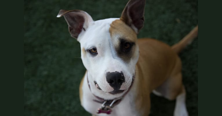 Harley, an American Pit Bull Terrier and Boxer mix tested with EmbarkVet.com