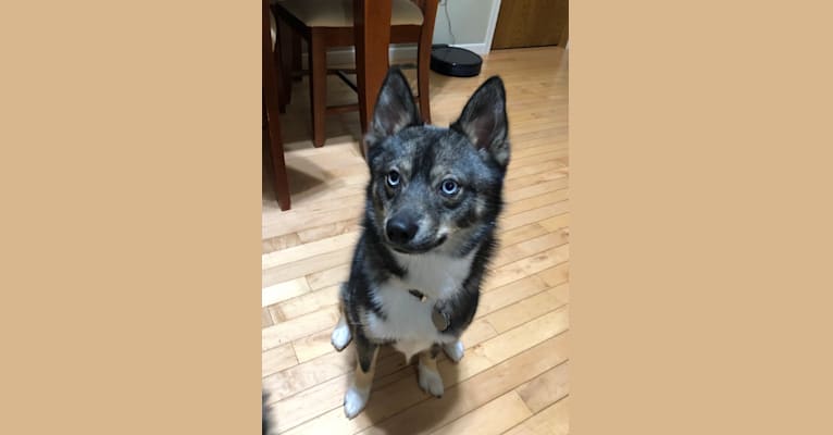 Photo of Jag, a Pomsky  in Rock Valley, IA, USA