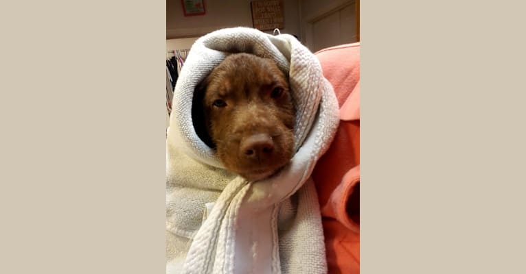 Cochise, a Labrador Retriever and Siberian Husky mix tested with EmbarkVet.com