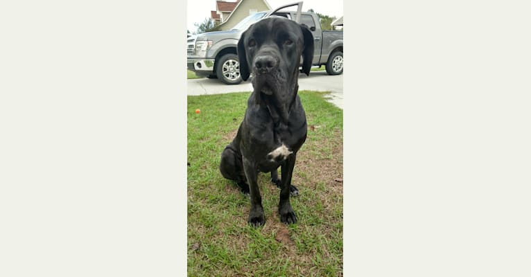 Cane corso mix outlet with neapolitan mastiff