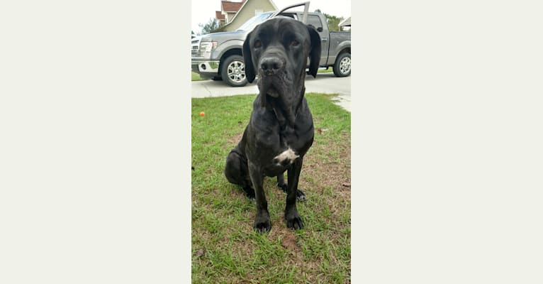 Gypsy, a Neapolitan Mastiff and Cane Corso mix tested with EmbarkVet.com