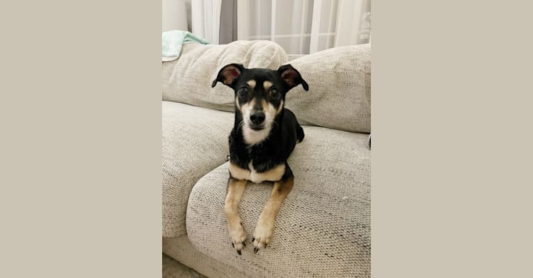 Buddy, a Chihuahua and Rat Terrier mix tested with EmbarkVet.com