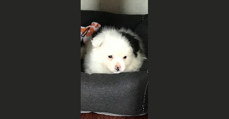 Photo of Frankie, a Shih Tzu, Pomeranian, Maltese, and Chihuahua mix in Colorado Springs, Colorado, USA