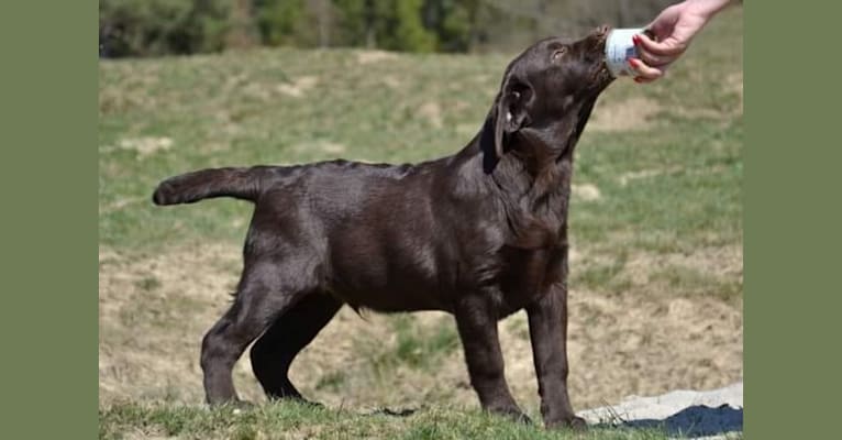 Snickers, a Labrador Retriever tested with EmbarkVet.com