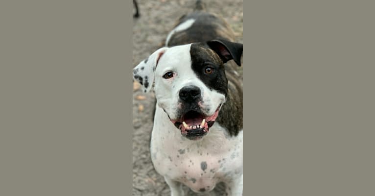 cayden, an American Pit Bull Terrier and American Bulldog mix tested with EmbarkVet.com
