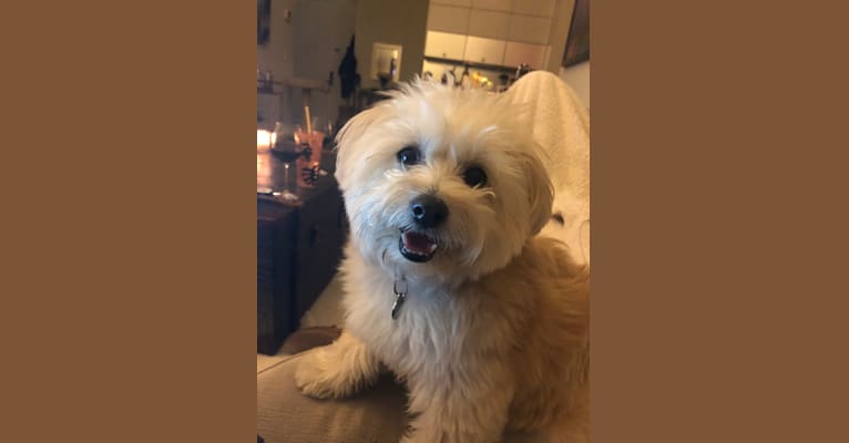 Embark Dog DNA Test Breed
