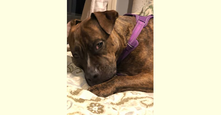 Photo of Dambe, an American Pit Bull Terrier and American Staffordshire Terrier mix in Hartford, Connecticut, USA