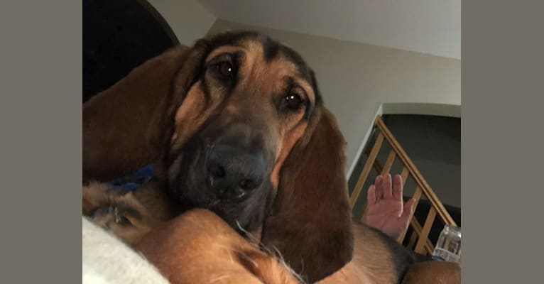 Photo of Penelope, a Bloodhound  in New Berlin, Wisconsin, USA