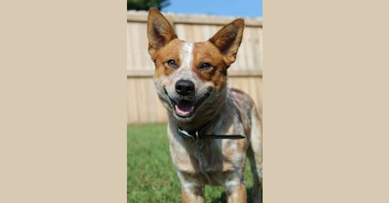 Photo of Ace, an Australian Cattle Dog  in Crossville, Tennessee, USA