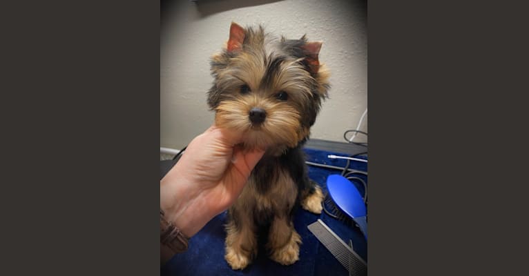 Photo of Monroe, a Yorkshire Terrier 