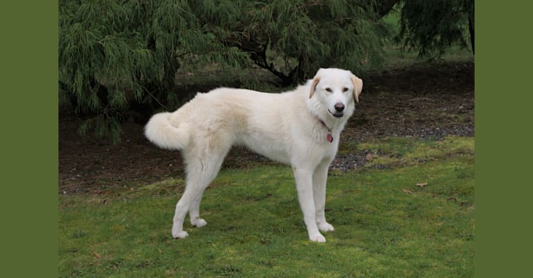 maremma pyrenees mix