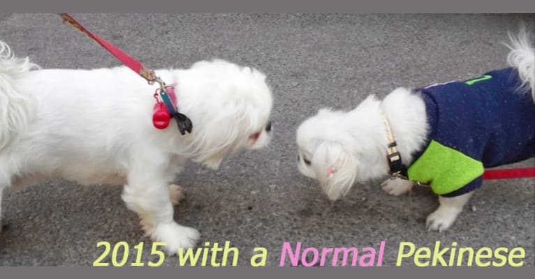 Tommy W. Rooney Jr, a Pekingese tested with EmbarkVet.com