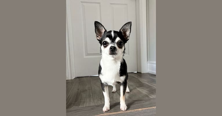Photo of Harley, a Chihuahua  in Denver, CO, USA