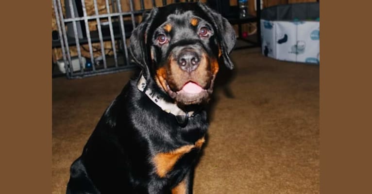 Chompy, a Rottweiler tested with EmbarkVet.com