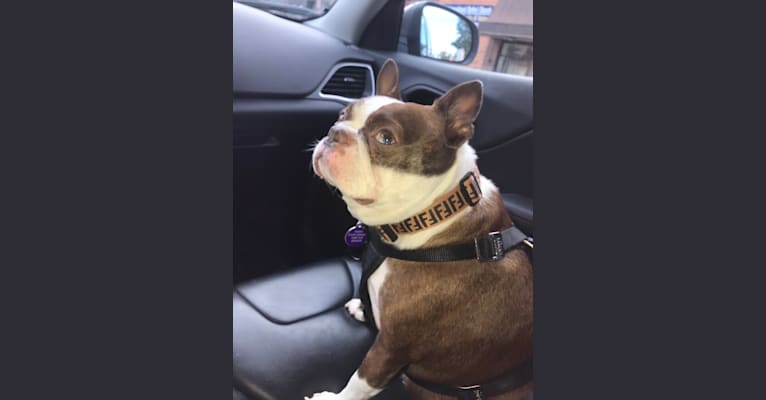 Frankie Sinatra, a Boston Terrier tested with EmbarkVet.com