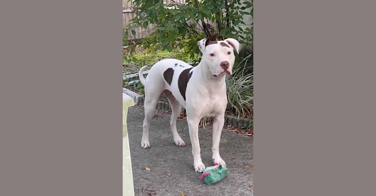 Photo of Gambit, an American Pit Bull Terrier and American Staffordshire Terrier mix in Tampa, Florida, USA