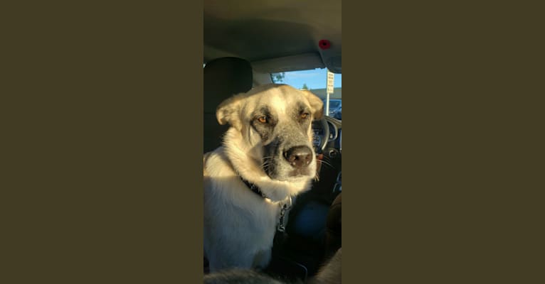 Marley, a Great Pyrenees and Australian Cattle Dog mix tested with EmbarkVet.com