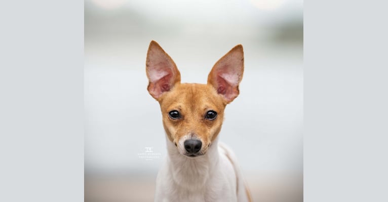 Owen, a Toy Fox Terrier tested with EmbarkVet.com