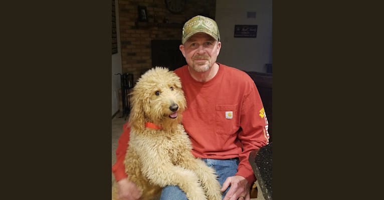 Kannon, a Goldendoodle tested with EmbarkVet.com