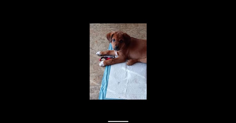Jasper, a West African Village Dog tested with EmbarkVet.com