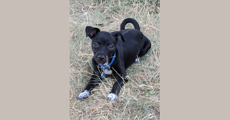 Photo of Dooley, a Chihuahua and Mixed mix in Salem, Oregon, USA