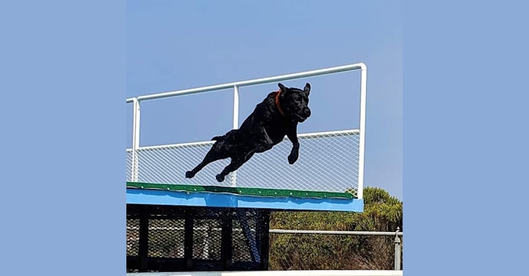 Warnow's Cabela, a Labrador Retriever tested with EmbarkVet.com