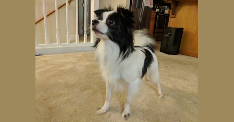 Staccato, a Maltese and Pomeranian mix tested with EmbarkVet.com