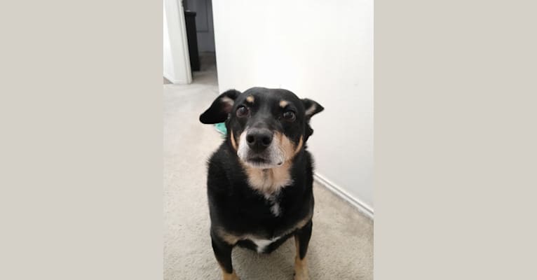 Photo of J.J., a Chihuahua, Australian Cattle Dog, Beagle, and Mixed mix in Wylie, Texas, USA